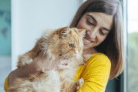 Une maitresse tient son chat roux tigré à poil long face la fenêtre