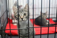 Trois petits chatons tigrés attendant une nouvelle maitresse