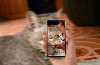 Une maitresse prend son chat en photo