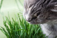 Un chat gris mange de l'herbe à chat