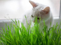 Un chat blanc grignote de l'herbe