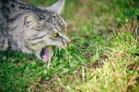 Un chat gris vomit dans le jardin