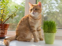 Peut-on empêcher un chat de manger de l'herbe ?