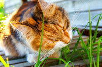 Un gros chat tabby mangeant de l'herbe