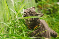 Un chat tabby foncé mange des herbes