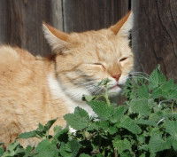 Un chat roux qui mange des herbes sauvages