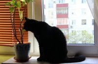 Un chat noir qui mange la feuille d'une plante en pot