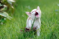 Un petit chaton mordille un brin d'herbe
