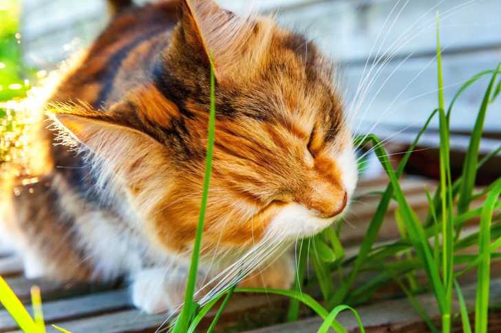 Mon Chat Mange De L Herbe Pourquoi Et Faut Il S Inquieter