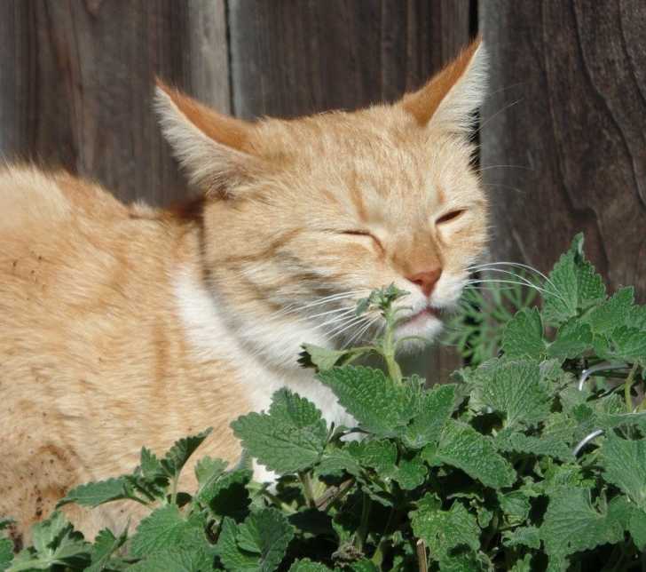 Mon Chat Mange De L Herbe Pourquoi Et Faut Il S Inquieter