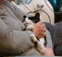 Un chat pour un senior indépendant