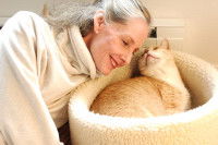 Les types de chats adaptés aux seniors