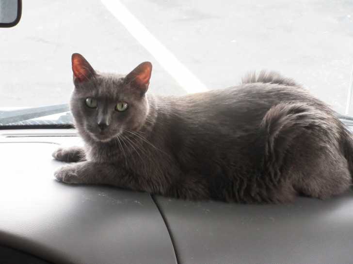 Chat Stresse En Voiture Comment Reduire Son Stress