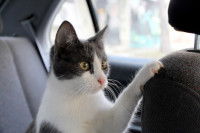 Un chat gris et blanc est assis dans une voiture