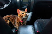 Un chat Bengal inquiet dans une voiture