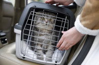 Une femme place son chat dans sa cage de transport sur le siège d'une voiture