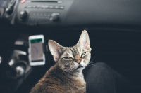 Un chat stressé en voiture fait une drôle de tête