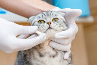 Un vétérinaire donne un médicament à un chat inquiet