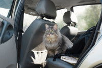 Un chat à poil long installé dans une voiture