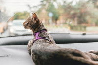 Un chat tranquillement allongé sur la plage arrière d'une voiture