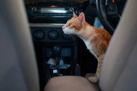 Un chat roux inquiet dans une voiture