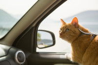 Un chat roux dans une voiture devant une fenêtre ouverte