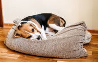Un chien Beagle malade est couché dans son panier