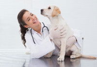 Une femme vétérinaire s'occupe d'un jeune Labrador