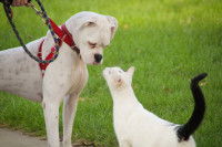 Un chien en laisse faisant connaissance avec un chat blanc à la queue noir