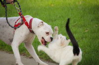 Un chien en laisse attaquant un chat blanc à la queue noir