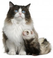 Une fouine et un chat assis l'un à côté de l'autre