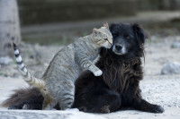 Un chat tigré se frottant à un gros chien noir