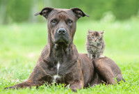 Un gros chien couché dans l'herbe avec un petit chaton assis sur lui