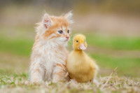 Un chaton roux tigré assis à côté d'un caneton