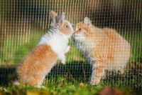 Un lapin reniflant un chat roux tigré au travers d'un grillage