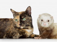 Un chat assis à côté d'une fouine