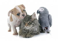 La socialisation du chat et du chien se fait dès le plus jeune âge