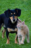 L'incidence de l'instinct maternel dans la cohabitation entre chiens et chats