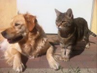 Renforcer la socialisation du chien ou du chat est important