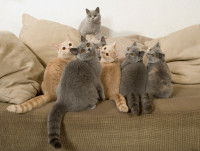 Sept British Shorthairs installés sur le canapé