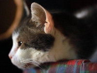 Les problèmes de vue du chat âgé