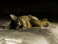 L'insomnie du chat âgé