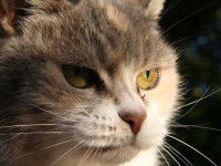 Le comportement d'un chat âgé