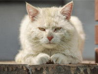 La vieillesse du chat