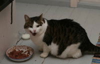 Comment nourrir un chat âgé