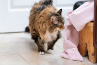 Un chat reniflant du linge