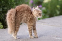 Un chaton faisant le dos rond