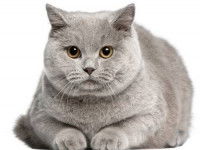 Respecter son caractère