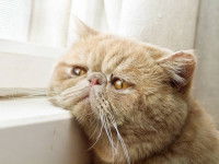 Être à son écoute