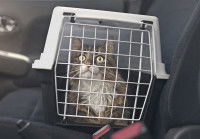 Un chat dans sa cage installé sur le siège d'une voiture
